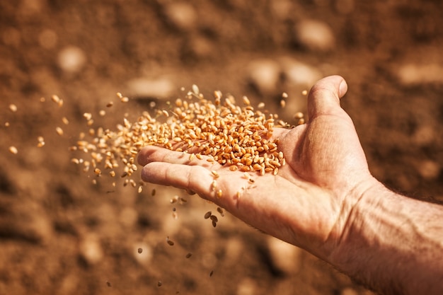mano-del-seminatore-con-semi-di-grano_69477-70