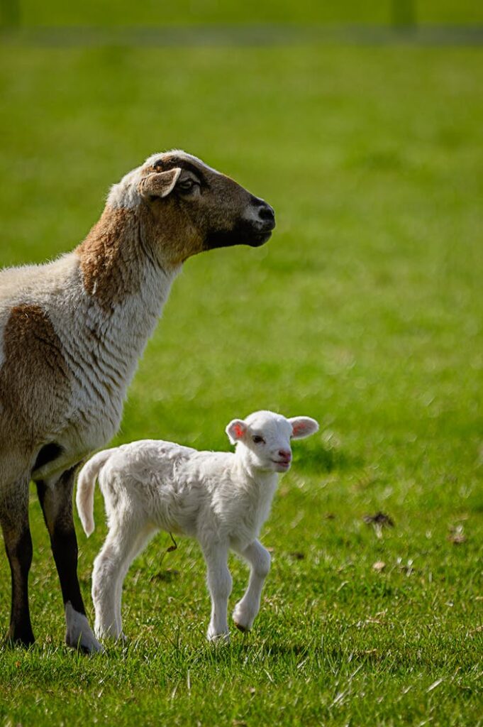 pexels-photo-2254443 Goat and Kid on Grass