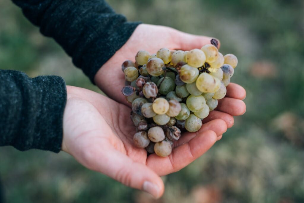pexels-photo-5644302 Crop unrecognizable person demonstrating ripe of fresh grapes on hands in summer vineyard